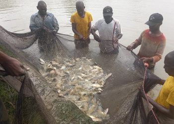 A catch from Mzuzu pond