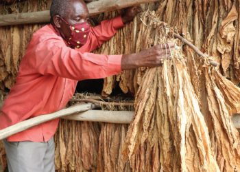 Tobacco is Malawi’s main export crop