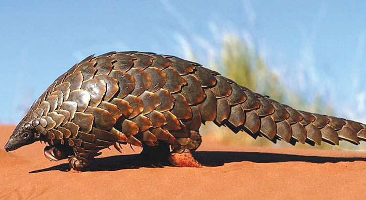 Parks in war against pangolin syndicates