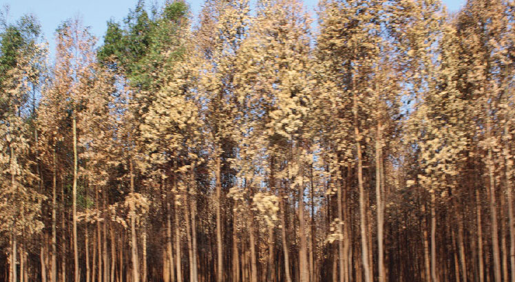 Raiply loses 34ha of trees to bushfire