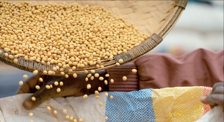 Ministry awaits communication on soya beans import ban