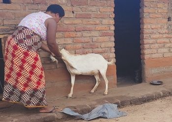 Sikelo attends to her goats