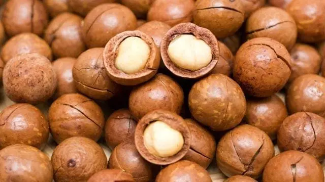 Firm plans to invest in  macadamia processing