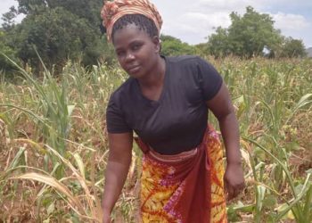 A woman in her maize field affected by the recent 
dry spell in Chileka, Blantyre