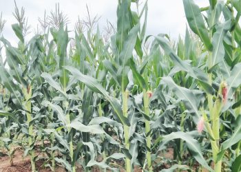 Transgenic maize crop which is not attacked by army worms on trial at Luanar