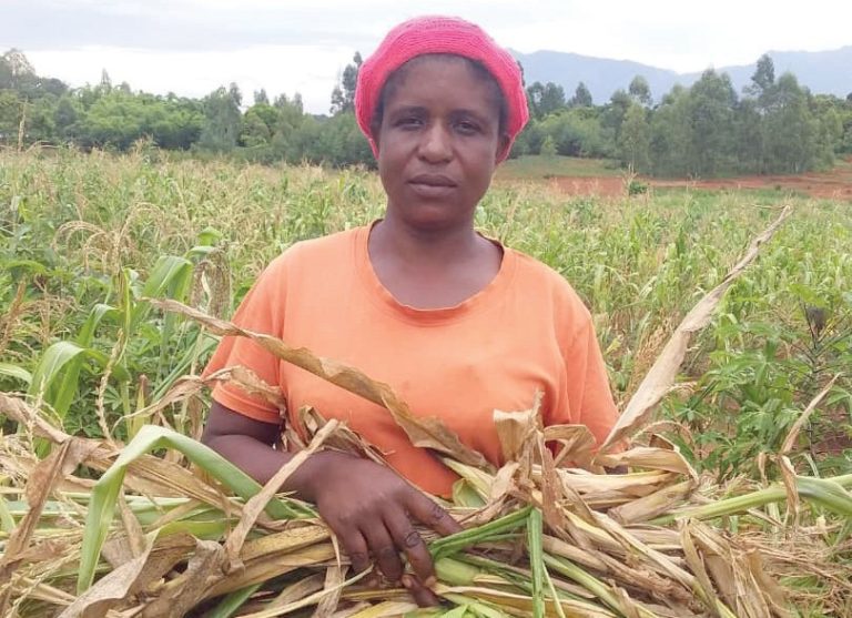 Hunger fears set in amid dry spell projection - Nation Online