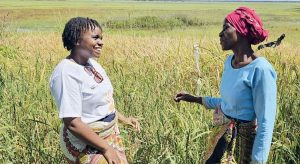 Rice farming techs boost productivity - Nation Online