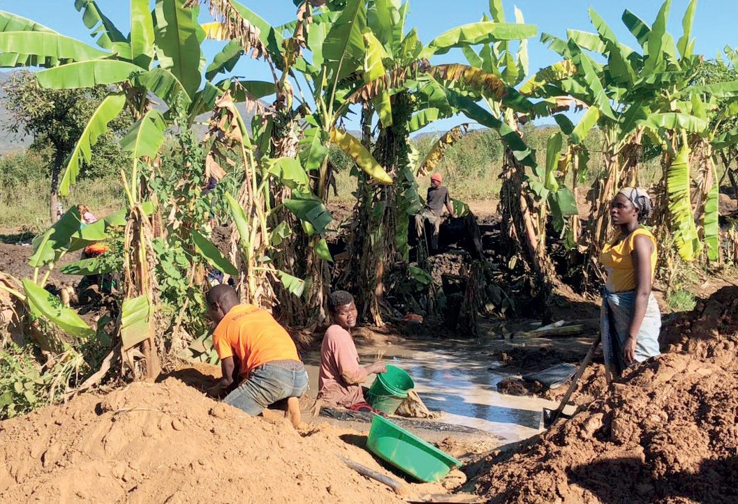 Zomba gold lures thousands