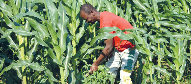El Niño threat puts focus on early farm preparations