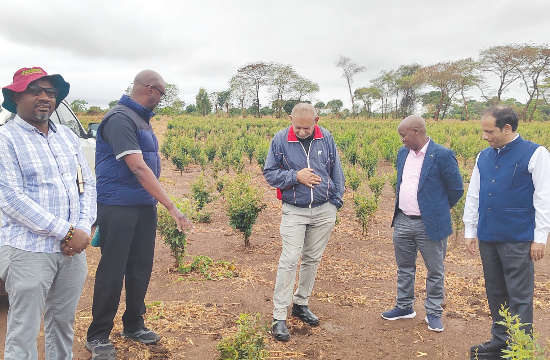 Push to turn traditional crops into export gold